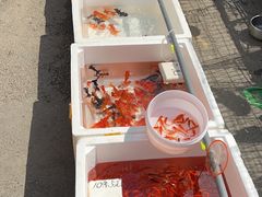 -哈尔滨道外花鸟鱼市场