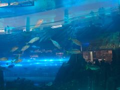 -迪拜水族馆及水下动物园