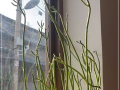 -朵朵开素食餐厅(后宰门街店)