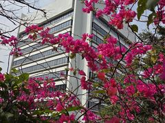 -香港大学