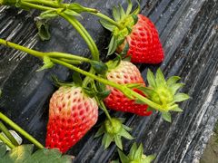 -小鱼草莓采摘园农家乐·小鱼餐厅