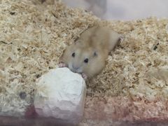 -钓仓鼠(洋桥北里小区店)