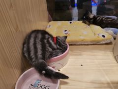 -屋虎猫馆(宝安大仟里店)