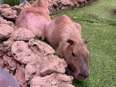 -正佳雨林生态植物园