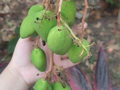 -西双版纳傣族园