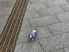 -秋叶原电器街