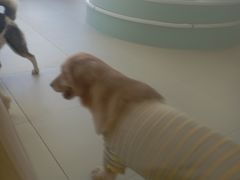 -怪兽屋·羊驼·猫咖·狗咖(俊华广场店)