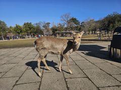 -奈良公园