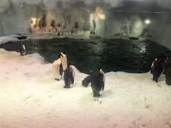 -珠海横琴长隆《卡卡虎奇遇记》