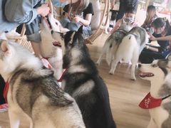 -Husky Go! 哈士奇体验馆·宠物咖啡厅狗咖