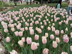 -洛阳郁金香牡丹园