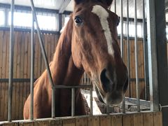 -月河湾马术俱乐部(朝阳店)