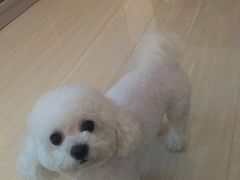 -A猫a狗全科·犬猫异宠·芥西宠物医院(南开总院)