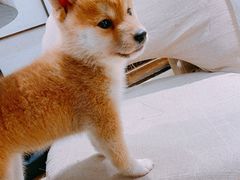 -逗柴咖啡屋·狗咖猫咖宠物桌游