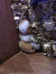 -酷嗒动物文化乐园(cutezoo西溪乐天城店)