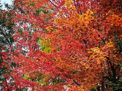 -辽宁大学(崇山校区)