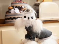 -萌宠之家·腊肠犬·马尔泰·小体犬舍