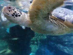 -烟台海昌鲸鲨海洋公园