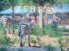 -石家庄市动物园