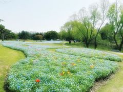 -上海滨江森林公园