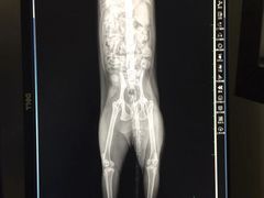 -安安宠物医院(情缘分院)