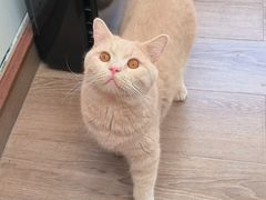 -有猫主题·治愈系猫咖(曾厝垵店)