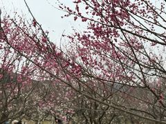 -香雪海