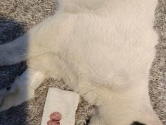 -瑞派旺宝宠物医院·犬猫全科综合·尿道专科(莲兴院)