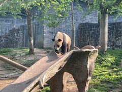 -都江堰中华大熊猫苑