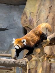 -Zoolung Zoolung动物主题公园(海信广场店)