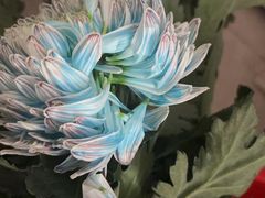 -七欣天香辣蟹火锅(上海银亿滨江店)