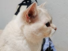 -猫色咖啡·猫咖