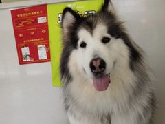 -艾吉宠物医院·疑难杂症转诊中心·猫友好(碧江路院)