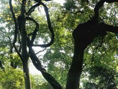android_upload_pic-绮园景区