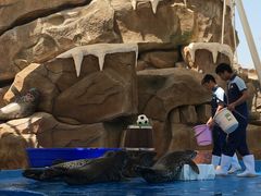 -芜湖新华联大白鲸海洋公园