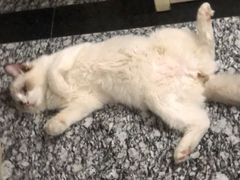 -BABYDOG宝贝狗宠物乐园(欧洲城店)