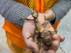 -上海大自然野生昆虫馆(东方明珠·爬宠昆虫探索中心)
