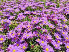 -合肥滨湖国家森林公园