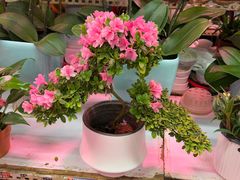 -花鸟鱼虫鲜花绿植市场(玉泉路店)