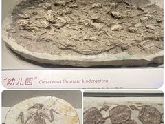 -辽宁古生物博物馆