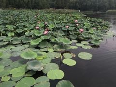 -前关湿地公园