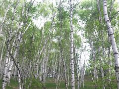 -塞罕坝国家级自然保护区