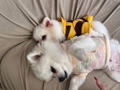 -怪兽屋·羊驼·猫咖·狗咖(俊华广场店)