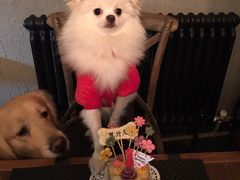 -百好乐宠物友好餐厅(朝外大街店)