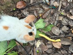 -南方医科大学南方医院(院本部)