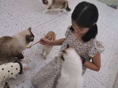 -猫域·湾主题猫咖·宠物吧(南坪城市广场店)