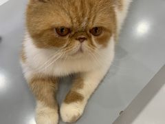 -糯米喵星人·撸猫猫舍咖啡馆(西市场嘉华店)