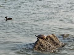 -深圳湾公园(南山区)
