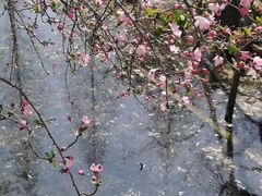-莫愁湖公园