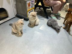 -琪喵猫屋·撸猫猫咖·猫舍